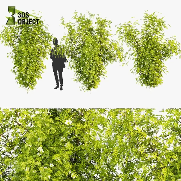 3d creeping ivy plant models botanical Visualization Landscape Foliage Vegetation buy purchase Rendering Environment tree Design high low poly vegetation modeling tool botanical architecture simulator cinema 4d 3ds max blender enscpae fbx obj Rhino Sketchup lumion