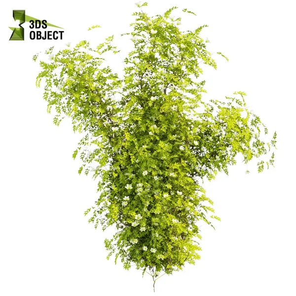 3d creeping ivy plant models botanical Visualization Landscape Foliage Vegetation buy purchase Rendering Environment tree Design high low poly vegetation modeling tool botanical architecture simulator cinema 4d 3ds max blender enscpae fbx obj Rhino Sketchup lumion