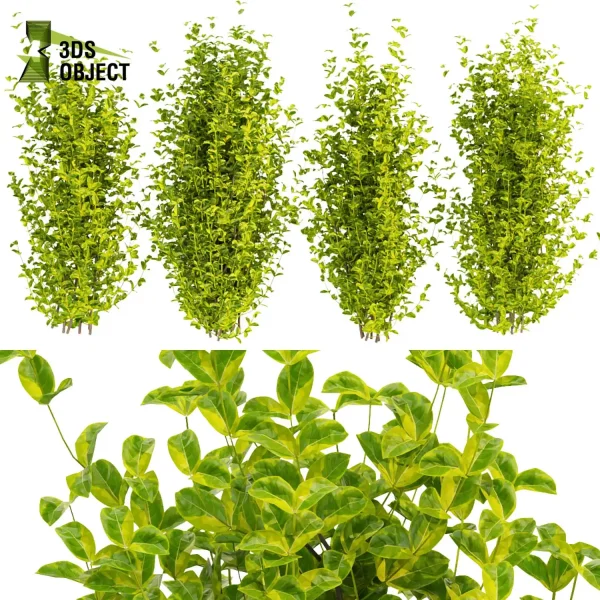 3d bush plant models botanical Visualization Landscape Foliage Vegetation buy purchase Rendering Environment tree Design high low poly evergreen spindle cinema 4d 3ds max blender enscpae fbx obj Rhino Sketchup lumion