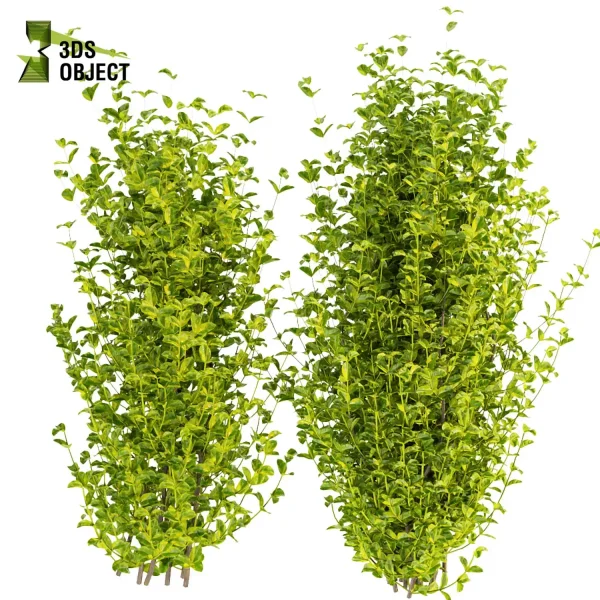 3d bush plant models botanical Visualization Landscape Foliage Vegetation buy purchase Rendering Environment tree Design high low poly evergreen spindle cinema 4d 3ds max blender enscpae fbx obj Rhino Sketchup lumion