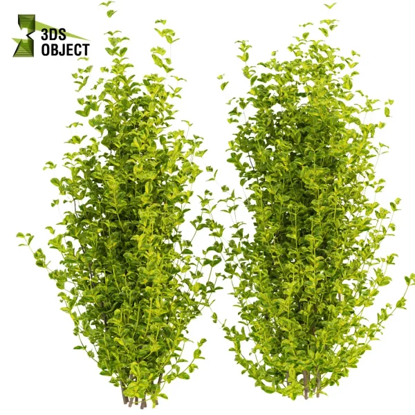 3d bush plant models botanical Visualization Landscape Foliage Vegetation buy purchase Rendering Environment tree Design high low poly evergreen spindle cinema 4d 3ds max blender enscpae fbx obj Rhino Sketchup lumion