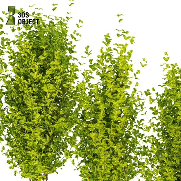 3d bush plant models botanical Visualization Landscape Foliage Vegetation buy purchase Rendering Environment tree Design high low poly evergreen spindle cinema 4d 3ds max blender enscpae fbx obj Rhino Sketchup lumion