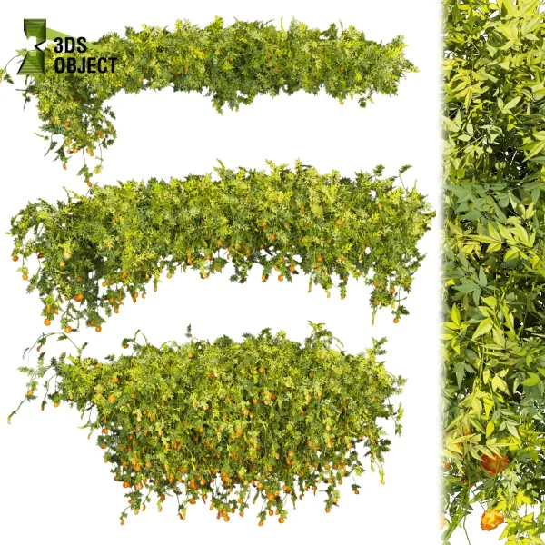 3d creeping ivy plant models botanical Visualization Landscape Foliage Vegetation buy purchase Rendering Environment tree Design high low poly blender enscpae fbx obj Rhino Sketchup lumion virtualdesign architecturevisualization 3Dmodeling