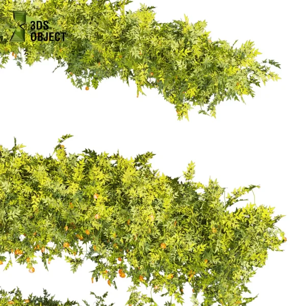 3d creeping ivy plant models botanical Visualization Landscape Foliage Vegetation buy purchase Rendering Environment tree Design high low poly blender enscpae fbx obj Rhino Sketchup lumion virtualdesign architecturevisualization 3Dmodeling
