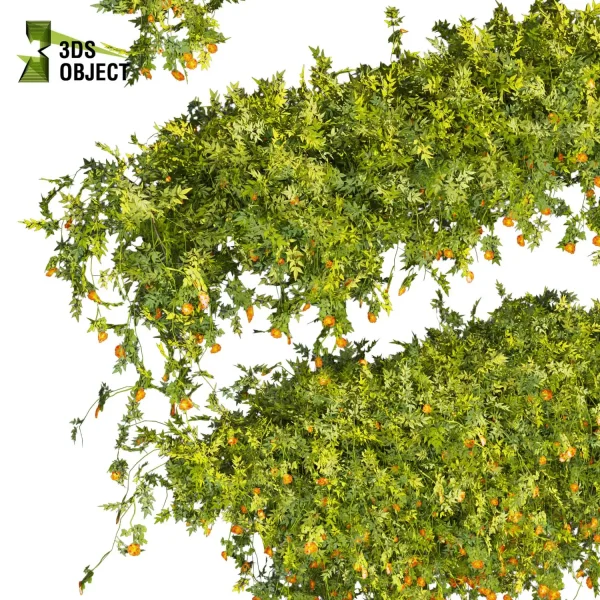 3d creeping ivy plant models botanical Visualization Landscape Foliage Vegetation buy purchase Rendering Environment tree Design high low poly blender enscpae fbx obj Rhino Sketchup lumion virtualdesign architecturevisualization 3Dmodeling