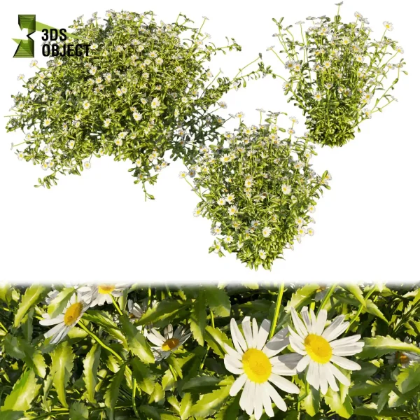 3d bush plant models botanical Visualization Landscape Foliage Vegetation buy purchase Rendering Environment tree Design high low poly Camomile virtualrealityarchitecture designsimulation vegetation modeling tool botanical architecture simulator architectural visualization cinema 4d 3ds max blender enscpae fbx obj Rhino Sketchup lumion