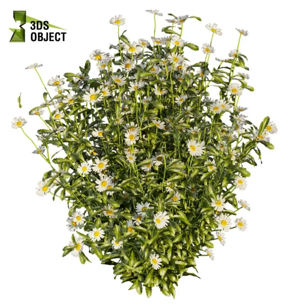 3d bush plant models botanical Visualization Landscape Foliage Vegetation buy purchase Rendering Environment tree Design high low poly Camomile virtualrealityarchitecture designsimulation vegetation modeling tool botanical architecture simulator architectural visualization cinema 4d 3ds max blender enscpae fbx obj Rhino Sketchup lumion