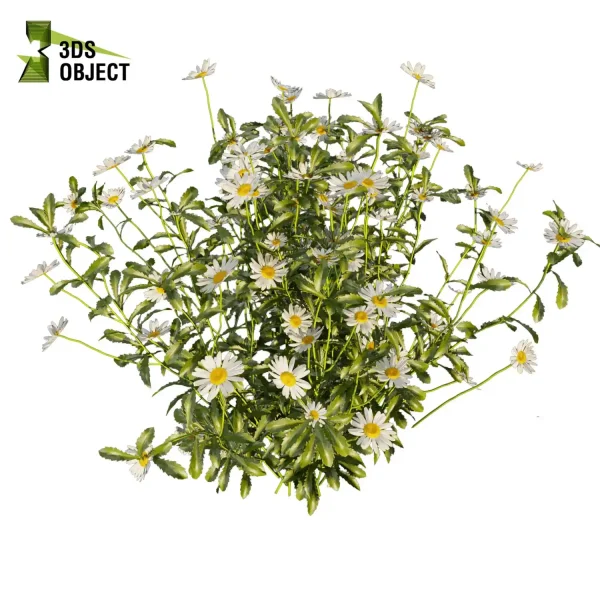 3d bush plant models botanical Visualization Landscape Foliage Vegetation buy purchase Rendering Environment tree Design high low poly Camomile virtualrealityarchitecture designsimulation vegetation modeling tool botanical architecture simulator architectural visualization cinema 4d 3ds max blender enscpae fbx obj Rhino Sketchup lumion