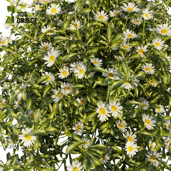 3d bush plant models botanical Visualization Landscape Foliage Vegetation buy purchase Rendering Environment tree Design high low poly Camomile virtualrealityarchitecture designsimulation vegetation modeling tool botanical architecture simulator architectural visualization cinema 4d 3ds max blender enscpae fbx obj Rhino Sketchup lumion