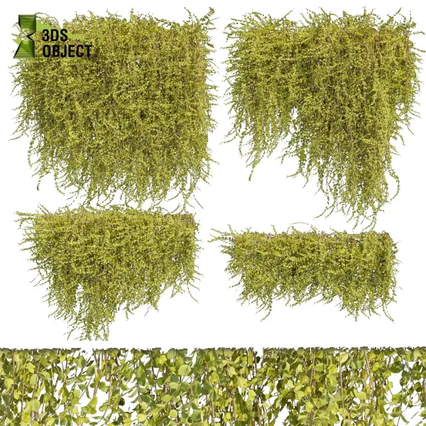3d creeping ivy plant models botanical Visualization Landscape Foliage Vegetation buy purchase Rendering Environment tree Design high low poly architectural cinema 4d 3ds max blender enscpae fbx obj Rhino Sketchup lumion virtualrealityarchitecture