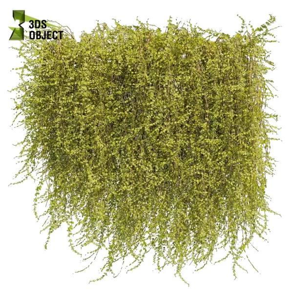 3d creeping ivy plant models botanical Visualization Landscape Foliage Vegetation buy purchase Rendering Environment tree Design high low poly architectural cinema 4d 3ds max blender enscpae fbx obj Rhino Sketchup lumion virtualrealityarchitecture