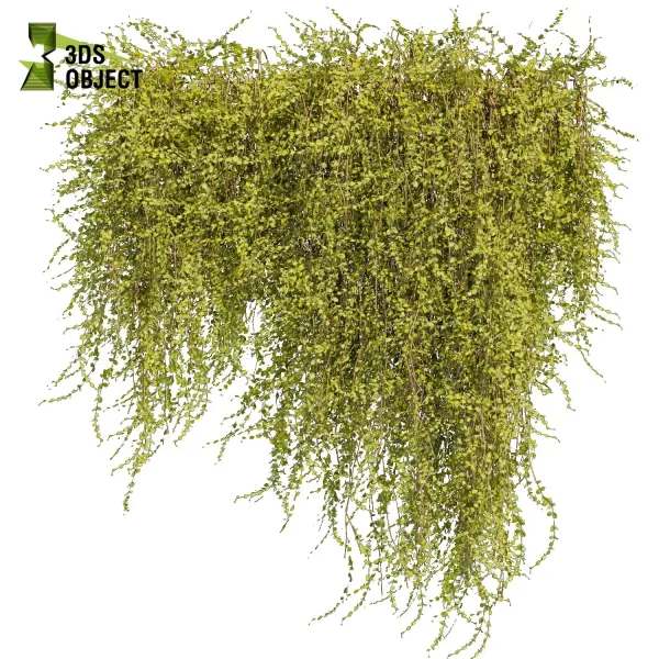 3d creeping ivy plant models botanical Visualization Landscape Foliage Vegetation buy purchase Rendering Environment tree Design high low poly architectural cinema 4d 3ds max blender enscpae fbx obj Rhino Sketchup lumion virtualrealityarchitecture