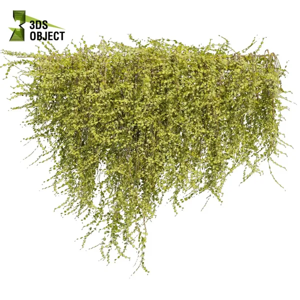 3d creeping ivy plant models botanical Visualization Landscape Foliage Vegetation buy purchase Rendering Environment tree Design high low poly architectural cinema 4d 3ds max blender enscpae fbx obj Rhino Sketchup lumion virtualrealityarchitecture