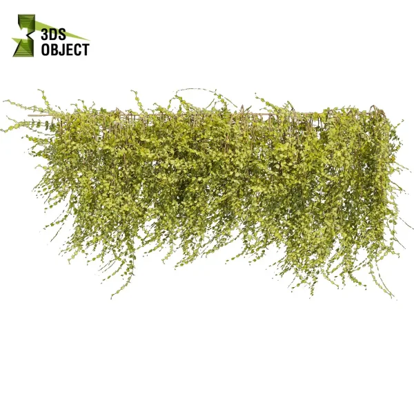 3d creeping ivy plant models botanical Visualization Landscape Foliage Vegetation buy purchase Rendering Environment tree Design high low poly architectural cinema 4d 3ds max blender enscpae fbx obj Rhino Sketchup lumion virtualrealityarchitecture