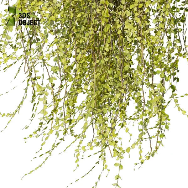 3d creeping ivy plant models botanical Visualization Landscape Foliage Vegetation buy purchase Rendering Environment tree Design high low poly architectural cinema 4d 3ds max blender enscpae fbx obj Rhino Sketchup lumion virtualrealityarchitecture