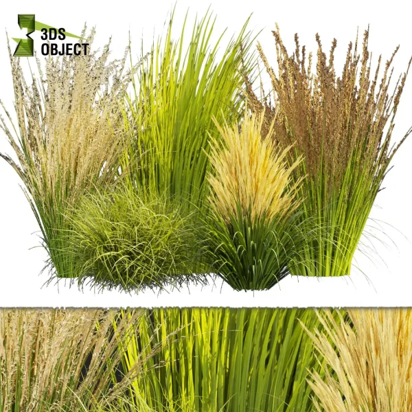 3d grass pampas autumnalis plant models botanical Visualization Landscape Foliage Vegetation buy purchase Rendering Environment tree Design high low poly switchgrass northwind 3D architectural visualization cinema 4d 3ds max blender enscpae fbx obj Rhino Sketchup lumion