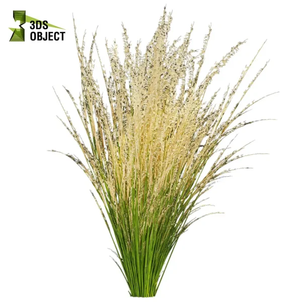 3d grass pampas autumnalis plant models botanical Visualization Landscape Foliage Vegetation buy purchase Rendering Environment tree Design high low poly switchgrass northwind 3D architectural visualization cinema 4d 3ds max blender enscpae fbx obj Rhino Sketchup lumion