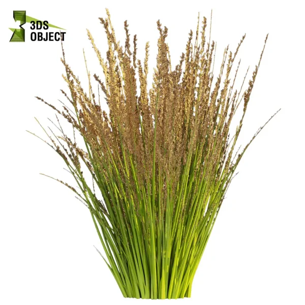 3d grass pampas autumnalis plant models botanical Visualization Landscape Foliage Vegetation buy purchase Rendering Environment tree Design high low poly switchgrass northwind 3D architectural visualization cinema 4d 3ds max blender enscpae fbx obj Rhino Sketchup lumion