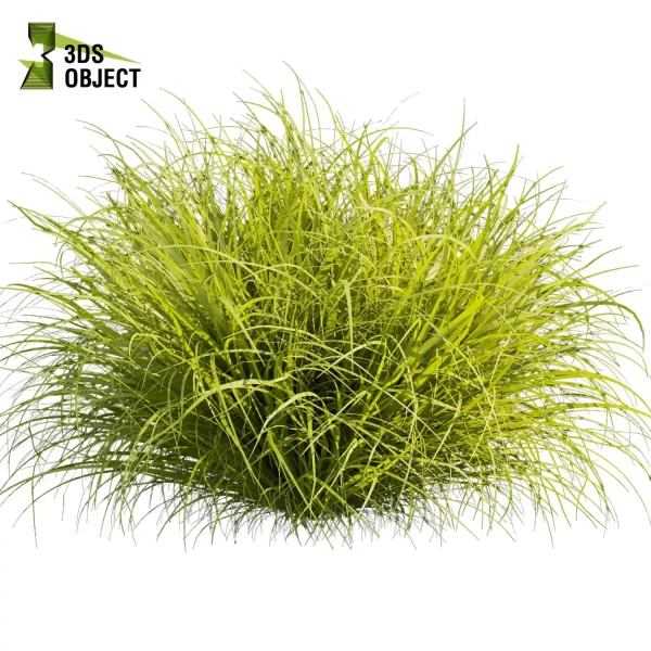 3d grass pampas autumnalis plant models botanical Visualization Landscape Foliage Vegetation buy purchase Rendering Environment tree Design high low poly switchgrass northwind 3D architectural visualization cinema 4d 3ds max blender enscpae fbx obj Rhino Sketchup lumion