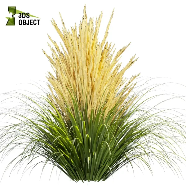 3d grass pampas autumnalis plant models botanical Visualization Landscape Foliage Vegetation buy purchase Rendering Environment tree Design high low poly switchgrass northwind 3D architectural visualization cinema 4d 3ds max blender enscpae fbx obj Rhino Sketchup lumion
