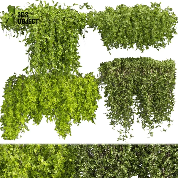 3d creeping ivy plant models botanical Visualization Landscape Foliage Vegetation buy purchase Rendering Environment tree Design high low poly cinema 4d 3ds max blender enscpae fbx obj Rhino Sketchup lumion architectural