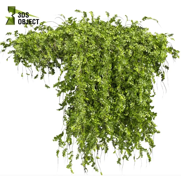 3d creeping ivy plant models botanical Visualization Landscape Foliage Vegetation buy purchase Rendering Environment tree Design high low poly cinema 4d 3ds max blender enscpae fbx obj Rhino Sketchup lumion architectural