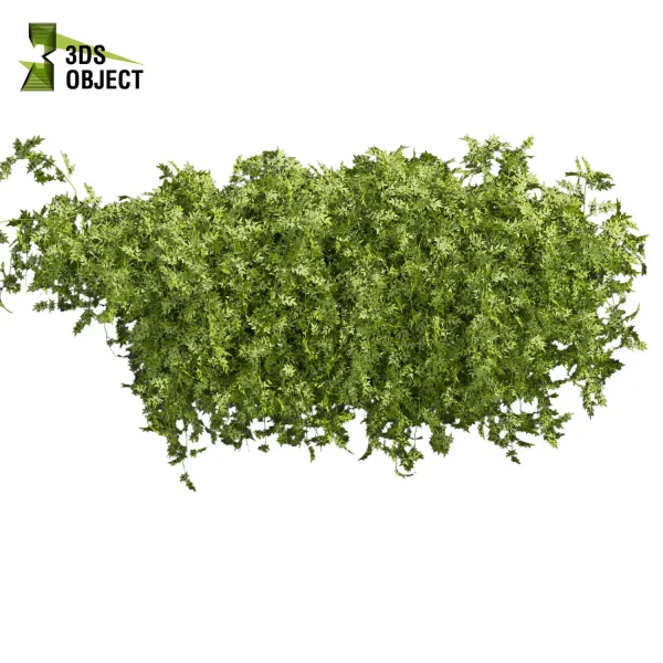 3d creeping ivy plant models botanical Visualization Landscape Foliage Vegetation buy purchase Rendering Environment tree Design high low poly cinema 4d 3ds max blender enscpae fbx obj Rhino Sketchup lumion architectural