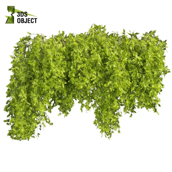 3d creeping ivy plant models botanical Visualization Landscape Foliage Vegetation buy purchase Rendering Environment tree Design high low poly cinema 4d 3ds max blender enscpae fbx obj Rhino Sketchup lumion architectural