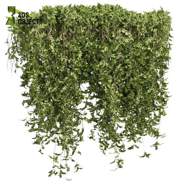 3d creeping ivy plant models botanical Visualization Landscape Foliage Vegetation buy purchase Rendering Environment tree Design high low poly cinema 4d 3ds max blender enscpae fbx obj Rhino Sketchup lumion architectural