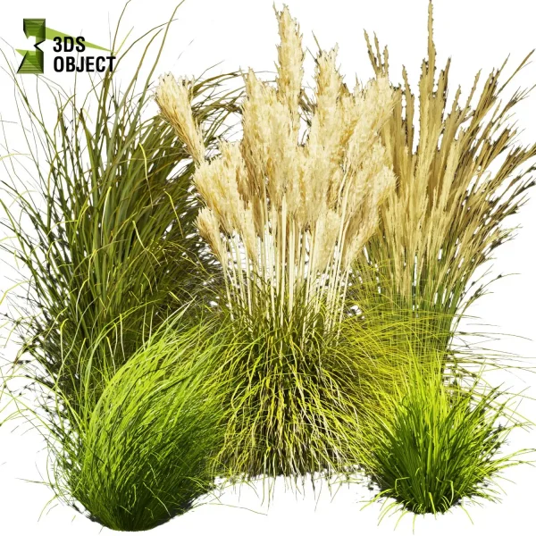 3d grass pampas autumnalis plant models botanical Visualization Landscape Foliage Vegetation buy purchase Rendering Environment tree Design high low poly switchgrass northwind 3D architectural visualization cinema 4d 3ds max blender enscpae fbx obj Rhino Sketchup lumion
