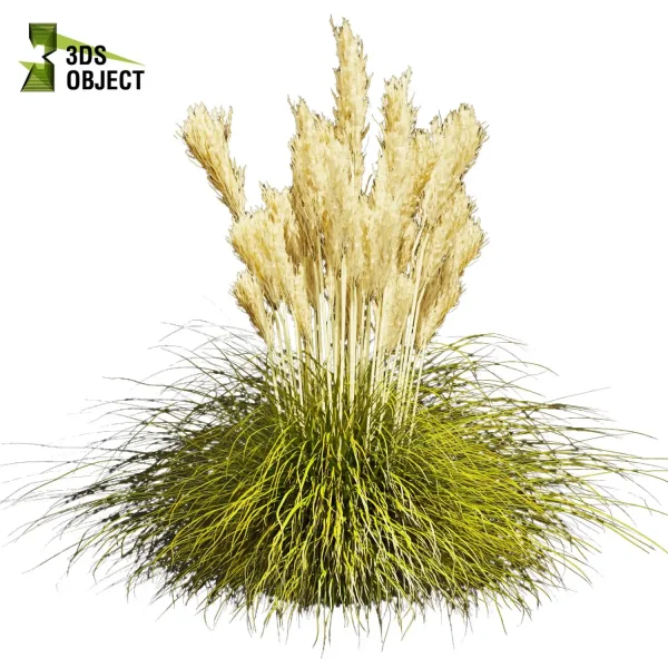 3d grass pampas autumnalis plant models botanical Visualization Landscape Foliage Vegetation buy purchase Rendering Environment tree Design high low poly switchgrass northwind 3D architectural visualization cinema 4d 3ds max blender enscpae fbx obj Rhino Sketchup lumion