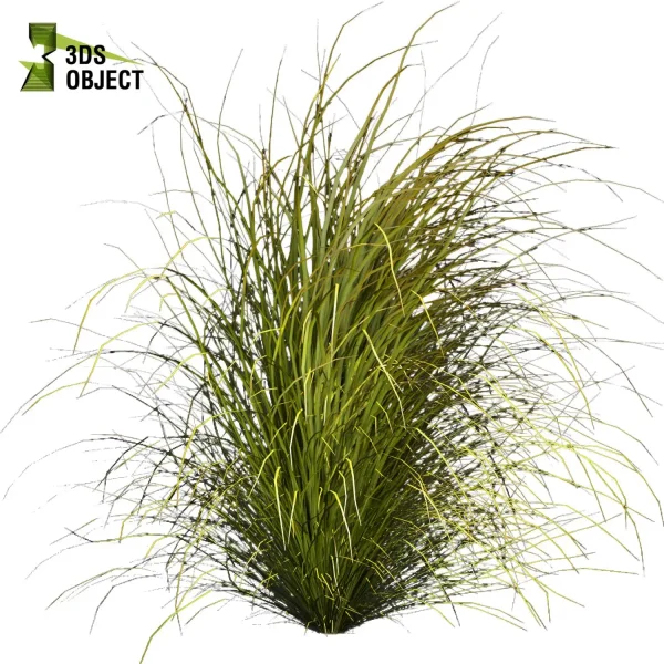 3d grass pampas autumnalis plant models botanical Visualization Landscape Foliage Vegetation buy purchase Rendering Environment tree Design high low poly switchgrass northwind 3D architectural visualization cinema 4d 3ds max blender enscpae fbx obj Rhino Sketchup lumion