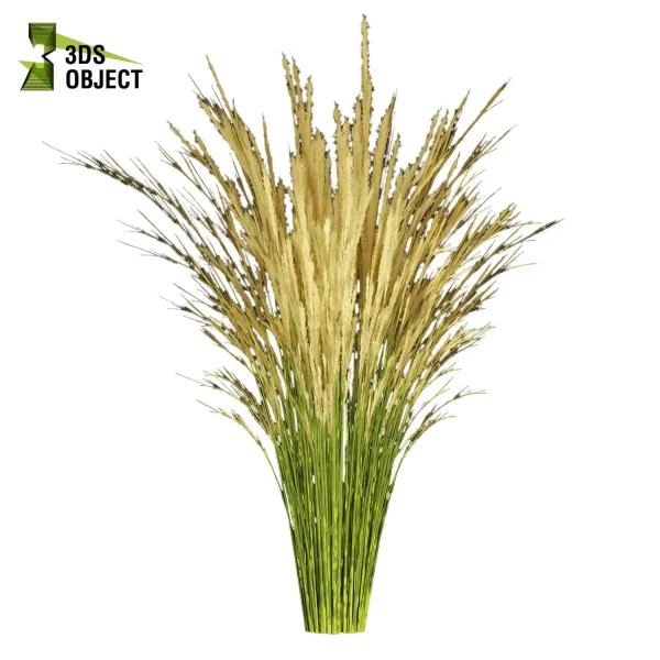 3d grass pampas autumnalis plant models botanical Visualization Landscape Foliage Vegetation buy purchase Rendering Environment tree Design high low poly switchgrass northwind 3D architectural visualization cinema 4d 3ds max blender enscpae fbx obj Rhino Sketchup lumion