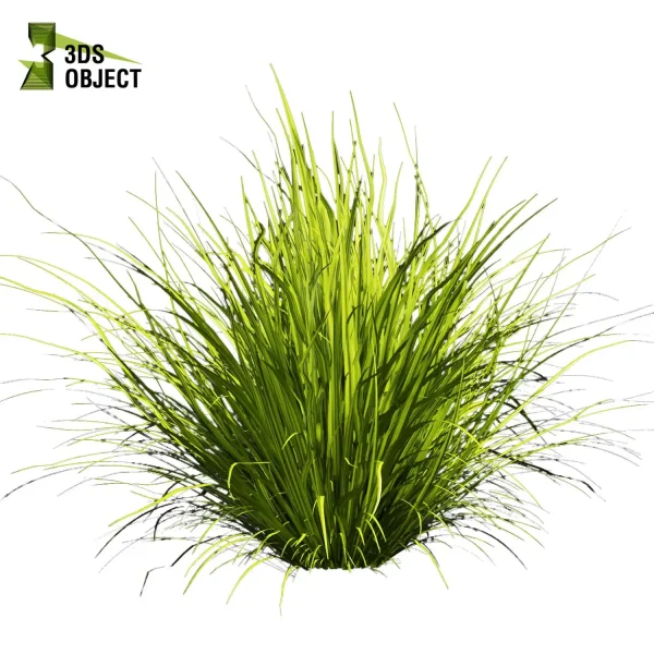 3d grass pampas autumnalis plant models botanical Visualization Landscape Foliage Vegetation buy purchase Rendering Environment tree Design high low poly switchgrass northwind 3D architectural visualization cinema 4d 3ds max blender enscpae fbx obj Rhino Sketchup lumion