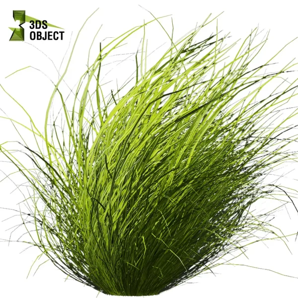 3d grass pampas autumnalis plant models botanical Visualization Landscape Foliage Vegetation buy purchase Rendering Environment tree Design high low poly switchgrass northwind 3D architectural visualization cinema 4d 3ds max blender enscpae fbx obj Rhino Sketchup lumion