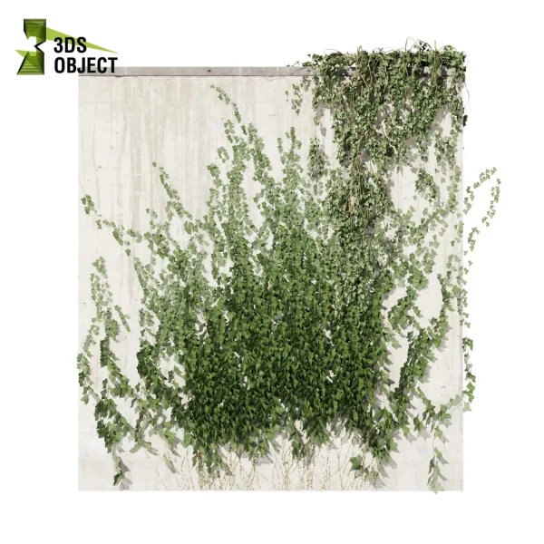3d creeping ivy plant models botanical Visualization Landscape Foliage Vegetation buy purchase Rendering Environment tree Design high low poly hedera cinema 4d 3ds max blender enscpae fbx obj Rhino Sketchup lumion architectural