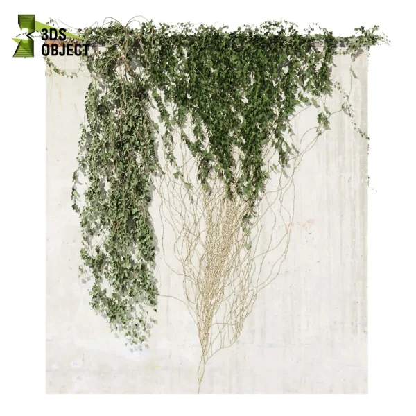 3d creeping ivy plant models botanical Visualization Landscape Foliage Vegetation buy purchase Rendering Environment tree Design high low poly hedera cinema 4d 3ds max blender enscpae fbx obj Rhino Sketchup lumion architectural