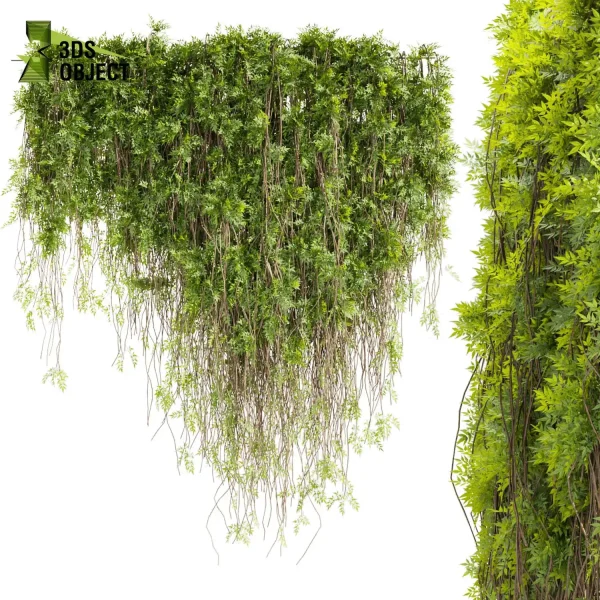3d creeping ivy plant models botanical Visualization Landscape Foliage Vegetation buy purchase Rendering Environment tree Design high low poly architecturesimulation virtualrealityarchitecture cinema 4d 3ds max blender enscpae fbx obj Rhino Sketchup lumion Creeping Plant Assets Digital Creeping Plant Design architectural