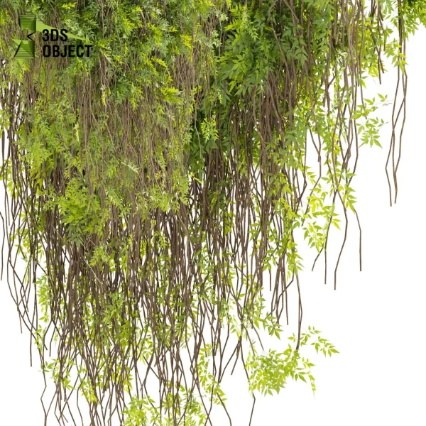 3d creeping ivy plant models botanical Visualization Landscape Foliage Vegetation buy purchase Rendering Environment tree Design high low poly architecturesimulation virtualrealityarchitecture cinema 4d 3ds max blender enscpae fbx obj Rhino Sketchup lumion Creeping Plant Assets Digital Creeping Plant Design architectural