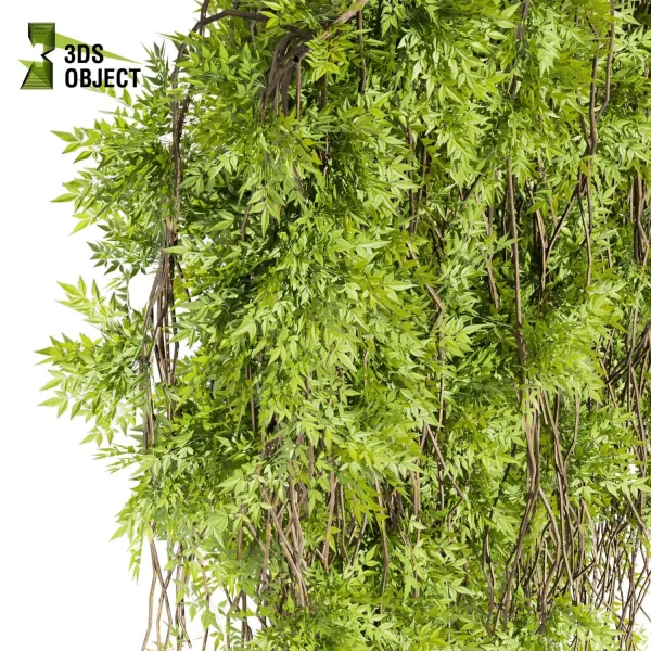 3d creeping ivy plant models botanical Visualization Landscape Foliage Vegetation buy purchase Rendering Environment tree Design high low poly architecturesimulation virtualrealityarchitecture cinema 4d 3ds max blender enscpae fbx obj Rhino Sketchup lumion Creeping Plant Assets Digital Creeping Plant Design architectural