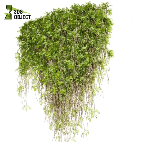 3d creeping ivy plant models botanical Visualization Landscape Foliage Vegetation buy purchase Rendering Environment tree Design high low poly architecturesimulation virtualrealityarchitecture cinema 4d 3ds max blender enscpae fbx obj Rhino Sketchup lumion Creeping Plant Assets Digital Creeping Plant Design architectural