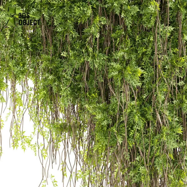 3d creeping ivy plant models botanical Visualization Landscape Foliage Vegetation buy purchase Rendering Environment tree Design high low poly architecturesimulation virtualrealityarchitecture cinema 4d 3ds max blender enscpae fbx obj Rhino Sketchup lumion Creeping Plant Assets Digital Creeping Plant Design architectural