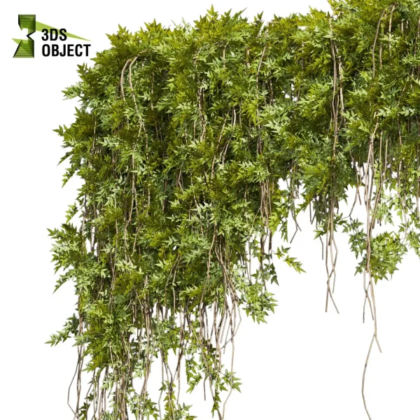 3d creeping ivy plant models botanical Visualization Landscape Foliage Vegetation buy purchase Rendering Environment tree Assorted cinema 4d 3ds max blender enscpae fbx obj Rhino Sketchup lumion architectural