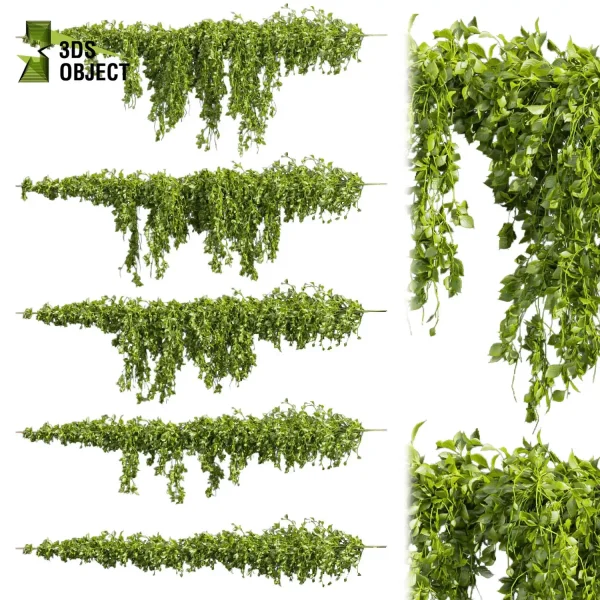 3d creeping ivy plant models botanical Visualization Landscape Foliage Vegetation buy purchase Rendering Environment tree Design high low poly decorative hamedorea indoor bush cinema 4d 3ds max blender enscpae fbx obj Rhino Sketchup lumion