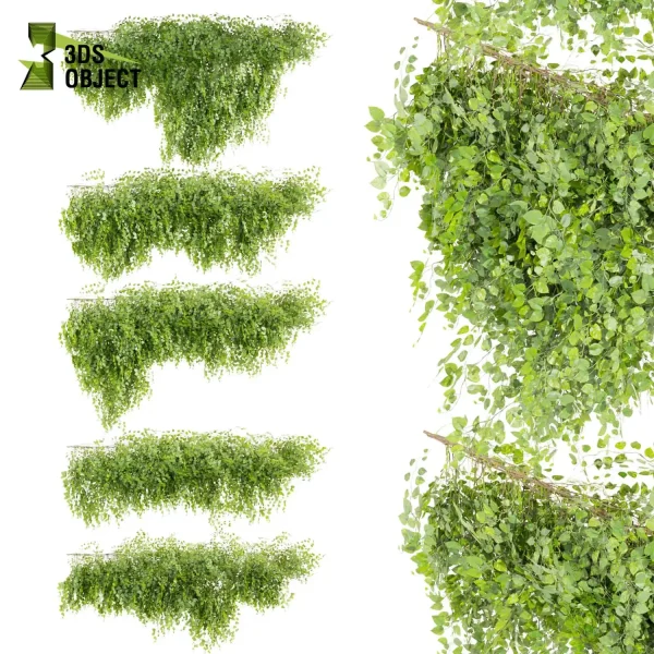 3d creeping ivy plant models botanical Visualization Landscape Foliage Vegetation buy purchase Rendering Environment tree Design high low poly architecturesimulation virtualrealityarchitecture designsimulation vegetation modeling tool botanical architecture simulator cinema 4d 3ds max blender enscpae fbx obj Rhino Sketchup lumion