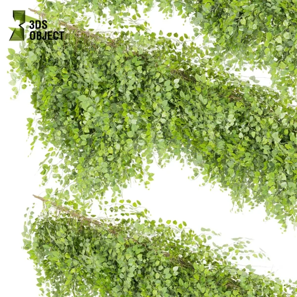 3d creeping ivy plant models botanical Visualization Landscape Foliage Vegetation buy purchase Rendering Environment tree Design high low poly architecturesimulation virtualrealityarchitecture designsimulation vegetation modeling tool botanical architecture simulator cinema 4d 3ds max blender enscpae fbx obj Rhino Sketchup lumion