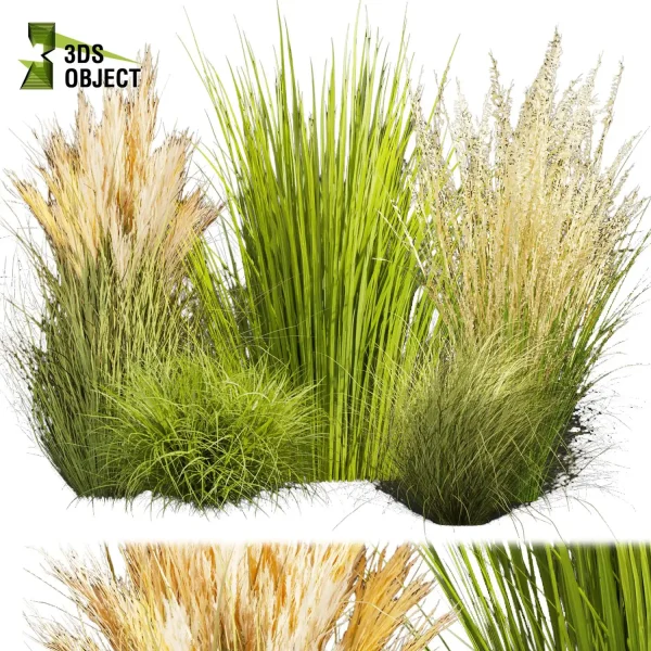 3d grass pampas autumnalis plant models botanical Visualization Landscape Foliage Vegetation buy purchase Rendering Environment tree Design high low poly switchgrass northwind 3D architectural visualization cinema 4d 3ds max blender enscpae fbx obj Rhino Sketchup lumion
