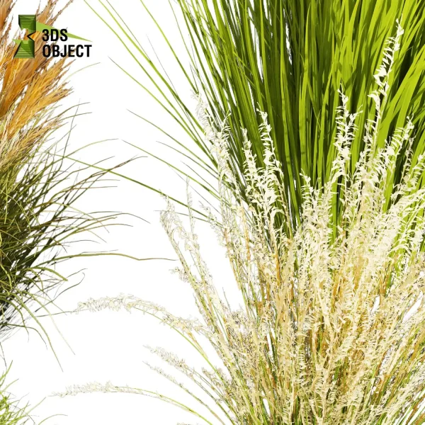 3d grass pampas autumnalis plant models botanical Visualization Landscape Foliage Vegetation buy purchase Rendering Environment tree Design high low poly switchgrass northwind 3D architectural visualization cinema 4d 3ds max blender enscpae fbx obj Rhino Sketchup lumion