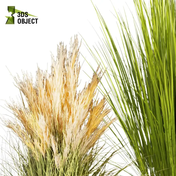 3d grass pampas autumnalis plant models botanical Visualization Landscape Foliage Vegetation buy purchase Rendering Environment tree Design high low poly switchgrass northwind 3D architectural visualization cinema 4d 3ds max blender enscpae fbx obj Rhino Sketchup lumion