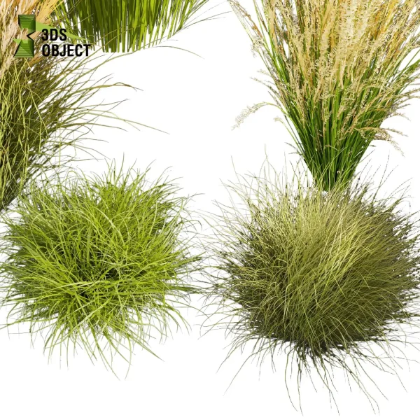 3d grass pampas autumnalis plant models botanical Visualization Landscape Foliage Vegetation buy purchase Rendering Environment tree Design high low poly switchgrass northwind 3D architectural visualization cinema 4d 3ds max blender enscpae fbx obj Rhino Sketchup lumion